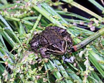 butsnudede froe IMG_9551